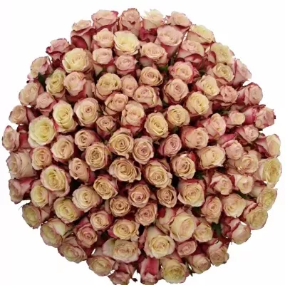 Kytice 100 bílorůžových růží ADVANCE SWEETNESS 55cm
