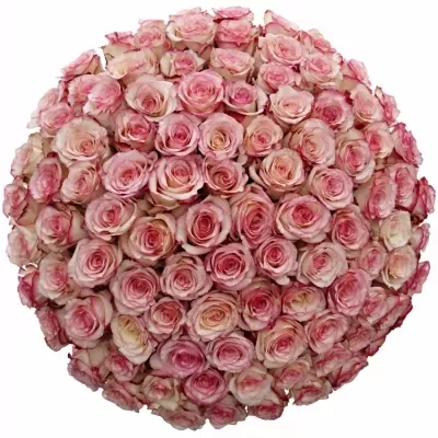 Kytice 100 bÍlorůžových růží TORMENTA