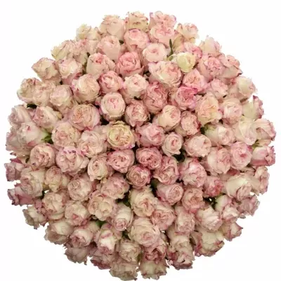 Kytice 100 bílorůžových růží VERY CUTE 60cm