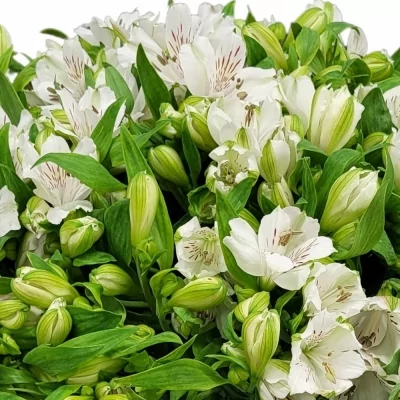 Kytice 100 bílých alstromérií BIANKA