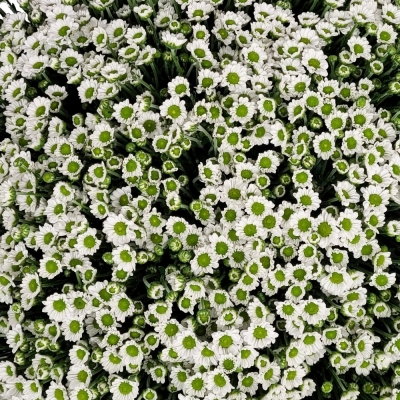 Kytice 100 bílých chryzantém santini AILEEN