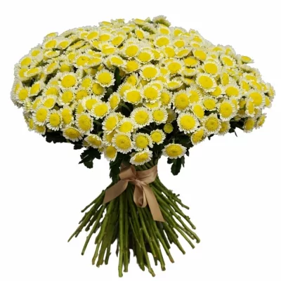 Kytice 100 bílých chryzantém santini ELENA