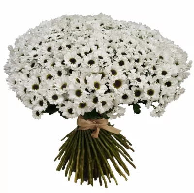 Kytice 100 bílých chryzantém santini EMANUELA