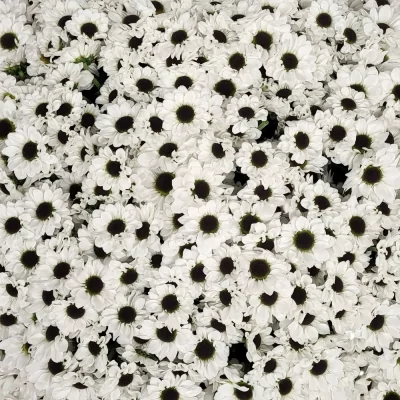 Kytice 100 bílých chryzantém santini EMANUELA