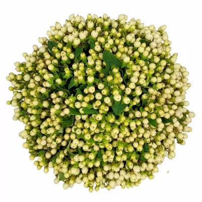 Kytice 100 bílých hypericum TIMEA