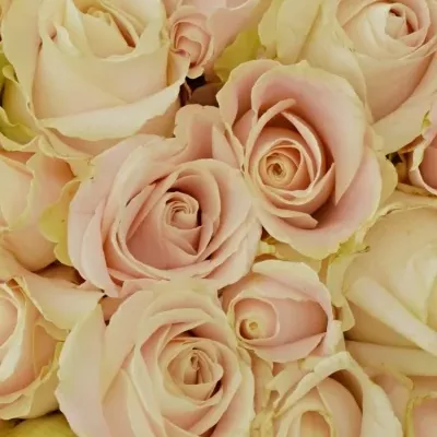 Kytice 100 bílých růží ADOR AVALANCHE+ 60cm