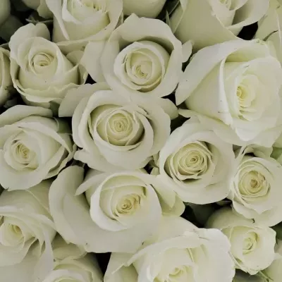 Kytica 100 bielych ruží akita 50cm