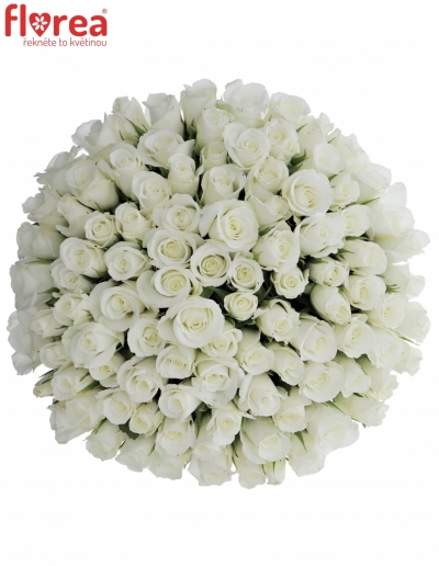 Kytice 100 bílých růží AKITO 45cm