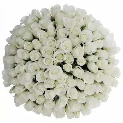 Kytice 100 bílých růží AKITO 70cm