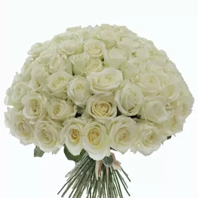 Kytice 100 bílých růží ALBATROS