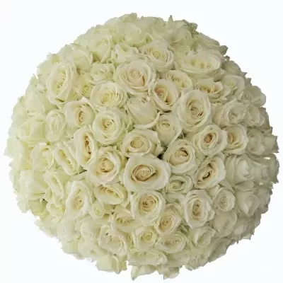 Kytice 100 bílých růží ALBATROS 50cm