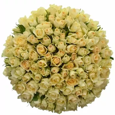 100 jednodruhových krémových růží ANGELA 40 cm v kytici