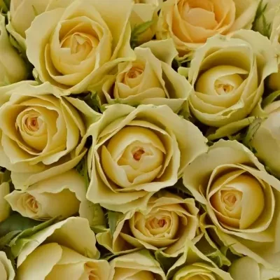 Kytice 100 bílých růží ANGELA 40cm