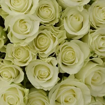 Kytica 100 bielych ruží ASPEN 50cm