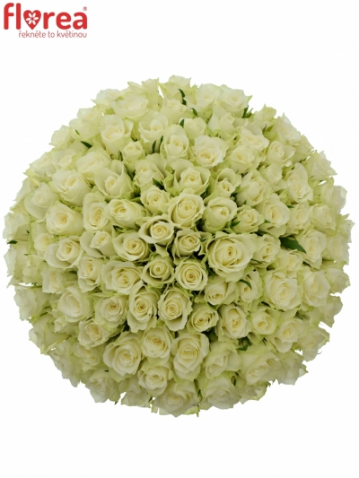 Kytica 100 bielych ruží ATHENA 40cm