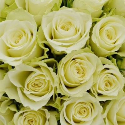 Kytice 100 bílých růží ATHENA 50cm