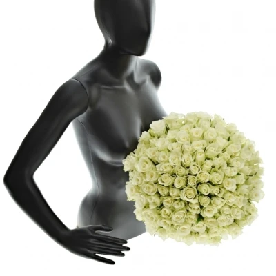 Kytice 100 bílých růží ATHENA 50cm