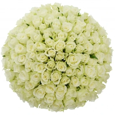Jednodruhová kytice 100 bílých růží ATHENA 50 cm