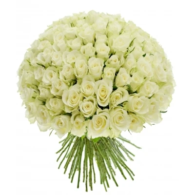 Kytice 100 bílých růží ATHENA 50cm