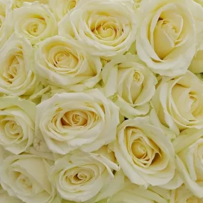 Kytice 100 bílých růží AVALANCHE  35cm