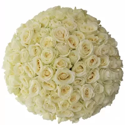 100 jednodruhových bílých růží AVALANCHE+ 90 cm v kytici