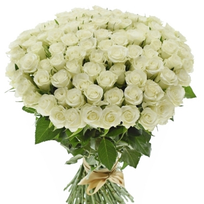 Kytice 100 bílých růží NORDIA 40cm