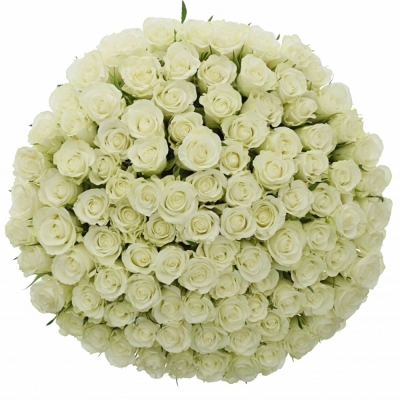Kytice 100 bílých růží NORDIA 40cm