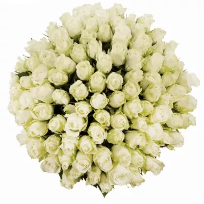 Kytice 100 bílých růží PROUD 40cm