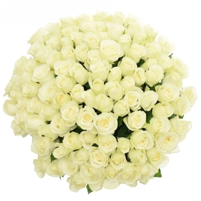 Kytice 100 bílých růží SNOWSTORM 60cm