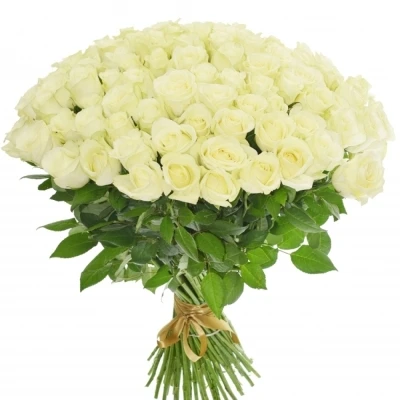 Kytice 100 bílých růží SNOWSTORM 50cm