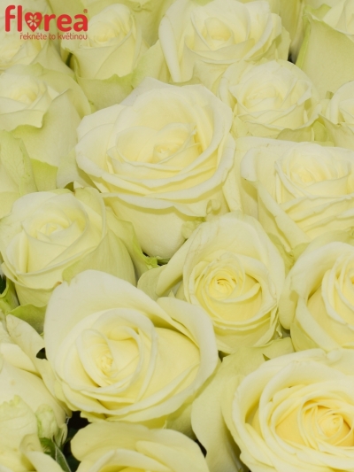Kytice 100 bílých růží SNOWSTORM 50cm