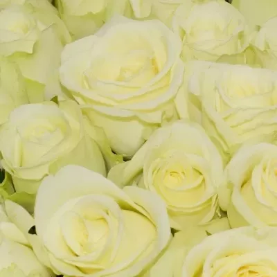 Kytice 100 bílých růží SNOWSTORM 50cm