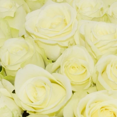 Kytice 100 bílých růží SNOWSTORM 50cm