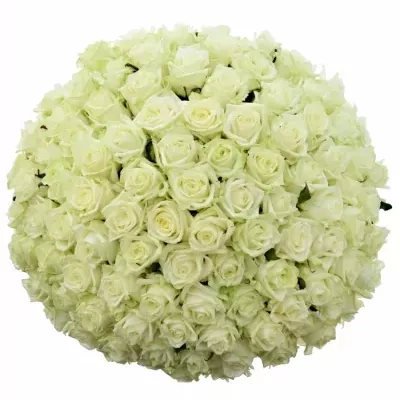 Kytice 100 bílých růží WHITE NAOMI 100cm
