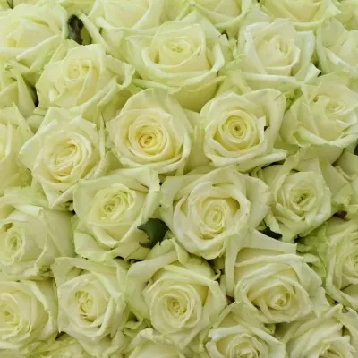 Kytice 100 bílých růží WHITE NAOMI