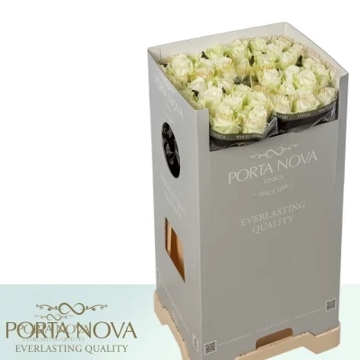 Kytice 100 bílých růží WHITE NAOMI