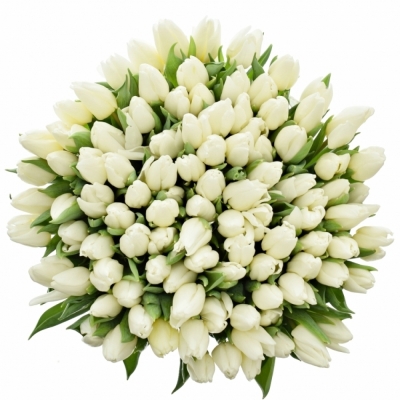 Kytice 100 bílých tulipánů