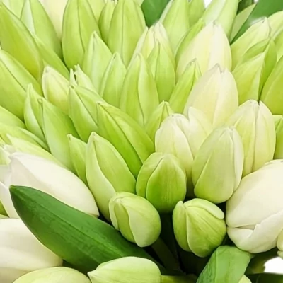 Kytice 100 bílých tulipánů