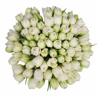 Míchaná kytice 100 bílých tulipánů NORTHCAP 30 cm