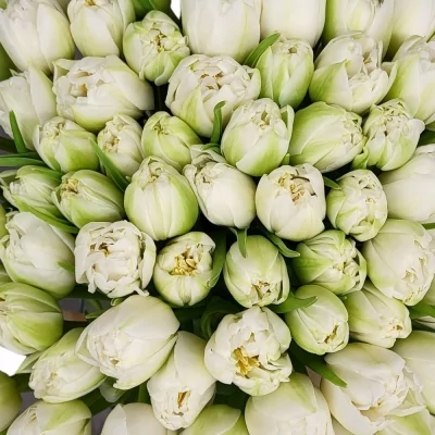Kytice 100 bílých tulipánů NORTHCAP
