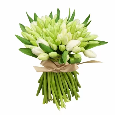 Jednodruhová kytice 100 bílých tulipánů ADRIANE 30 cm