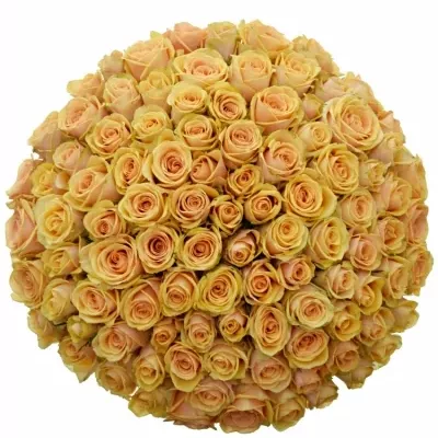 Kytica 100 čajových ruží ALCHEMY 70cm