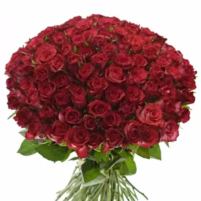 Kytice 100 červenofialových růží DARK LULU 50 cm