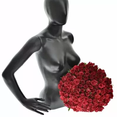 Kytice 100 červenofialových růží DARK LULU 50 cm