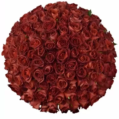 Kytice 100 červenohnědých růží CAFE DEL MAR
