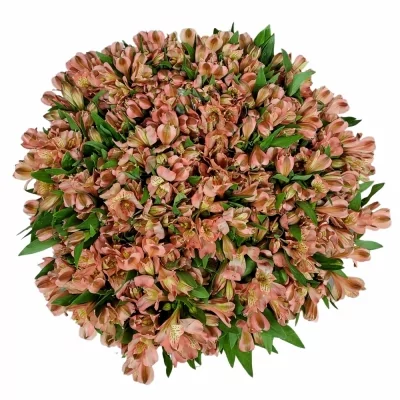 Kytice 100 červených alstromérií DARIA