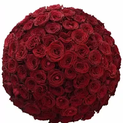 Kytice 100 červených růží ABBA 80cm