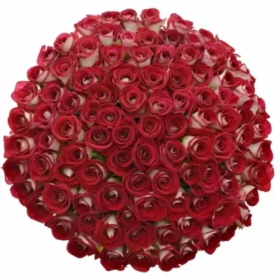 Kytice 100 červených růží BLUEZ+ 50cm