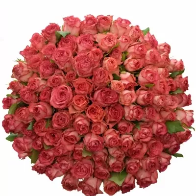 Kytice 100 červených růží BRENDT 50cm