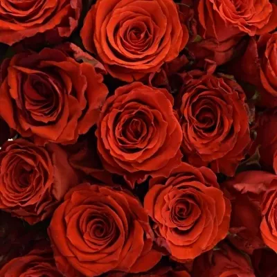 Kytice 100 červených růží BRIGHT TORCH